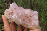 Natural Amethyst Cactus Flower Spirit Quartz Clusters x 2 From Boekenhouthoek, South Africa