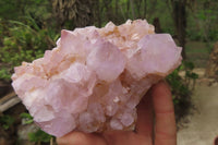 Natural Amethyst Cactus Flower Spirit Quartz Clusters x 2 From Boekenhouthoek, South Africa