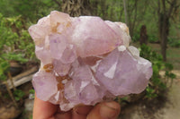 Natural Amethyst Cactus Flower Spirit Quartz Clusters x 2 From Boekenhouthoek, South Africa