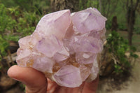 Natural Amethyst Cactus Flower Spirit Quartz Clusters x 2 From Boekenhouthoek, South Africa