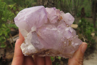 Natural Amethyst Cactus Flower Spirit Quartz Clusters x 2 From Boekenhouthoek, South Africa