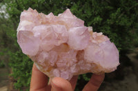 Natural Amethyst Cactus Flower Spirit Quartz Clusters x 2 From Boekenhouthoek, South Africa