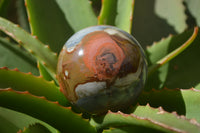 Polished Polychrome Jasper Spheres x 5 From Madagascar