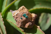 Natural Dioptase On Dolomite Specimens x 6 From Likasi, Congo