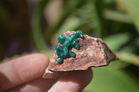 Natural Dioptase On Dolomite Specimens x 6 From Likasi, Congo