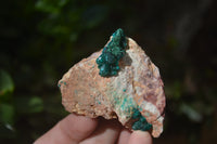 Natural Dioptase On Dolomite Specimens x 6 From Likasi, Congo