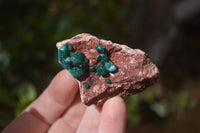 Natural Dioptase On Dolomite Specimens x 6 From Likasi, Congo