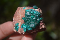 Natural Dioptase On Dolomite Specimens x 6 From Likasi, Congo