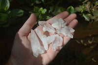 Natural Clear Quartz Crystals x 70 From Mpika, Zambia