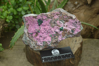 Natural Salrose Cobaltion Dolomite Specimen x 1 From Kakanda, Congo