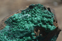 Natural Botryoidal Malachite Specimens x 2 From Congo