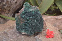 Natural Botryoidal Malachite Specimens x 2 From Congo