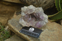 Natural Jacaranda Amethyst Quartz Clusters x 2 from Mumbwa, Zambia