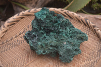 Natural Silky Malachite Specimen x 1 From Kasompe, Congo