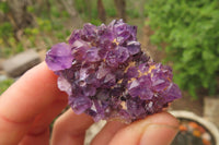 Natural Amethystos Amethyst Plate Specimens x 20 From Kwaggafontein, South Africa