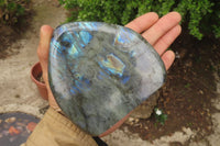 Polished Labradorite Standing Free Forms x 2 From Tulear, Madagascar