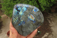 Polished Labradorite Standing Free Forms x 2 From Tulear, Madagascar