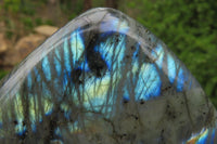 Polished Labradorite Standing Free Forms x 2 From Tulear, Madagascar