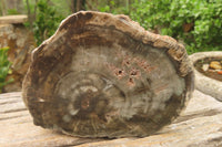 Polished Petrified Wood Slices x 6 From Gokwe, Zimbabwe