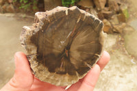 Polished Petrified Wood Slices x 6 From Gokwe, Zimbabwe