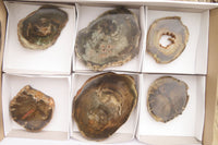 Polished Petrified Wood Slices x 6 From Gokwe, Zimbabwe