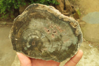 Polished Petrified Wood Slices x 6 From Gokwe, Zimbabwe