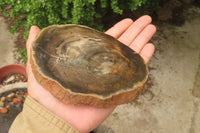 Polished Petrified Wood Slices x 6 From Gokwe, Zimbabwe