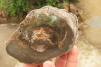 Polished Petrified Wood Slices x 6 From Gokwe, Zimbabwe