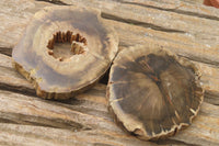 Polished Petrified Wood Slices x 6 From Gokwe, Zimbabwe