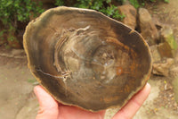 Polished Petrified Wood Slices x 6 From Gokwe, Zimbabwe