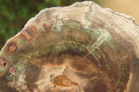 Polished Petrified Wood Slices x 6 From Gokwe, Zimbabwe