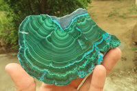 Polished Rare Malacolla Slices x 6 From Kalukundi Mine, Congo