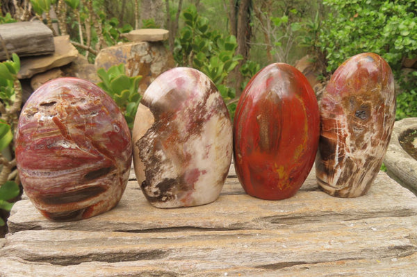 Polished Red Podocarpus Petrified Wood Standing Free Forms x 4 From Madagascar