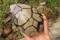 Polished Septerye Sauvage "Dragons" Egg Geode x 1 From Madagascar