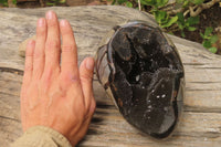 Polished Septerye Sauvage "Dragons" Egg Geode x 1 From Madagascar