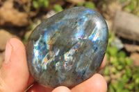 Polished Labradorite Palm Stones x 12 From Tulear, Madagascar