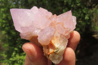 Natural Ametrine Spirit Quartz Clusters x 6 From Boekenhouthoek, South Africa