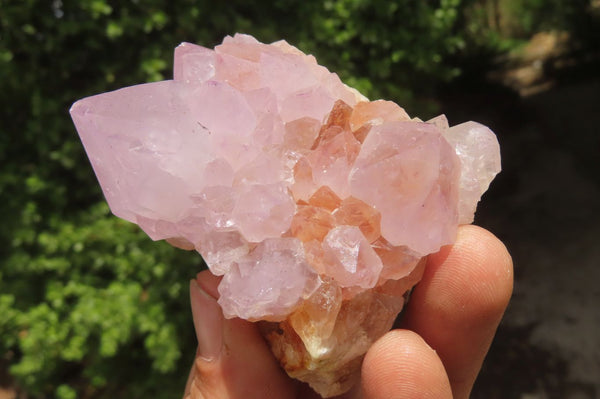 Natural Ametrine Spirit Quartz Clusters x 6 From Boekenhouthoek, South Africa