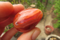 Polished Carnelian Gemstone Eggs x 20 From Madagascar