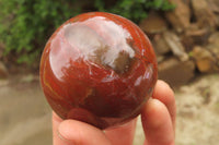 Polished Red Podocarpus Petrified Wood Eggs & Spheres x 4 From Madagascar