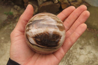 Polished Red Podocarpus Petrified Wood Eggs & Spheres x 4 From Madagascar