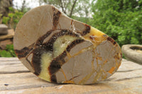 Polished Septerye Slices x 6 From Madagascar