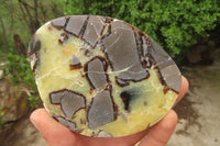 Polished Septerye Slices x 6 From Madagascar