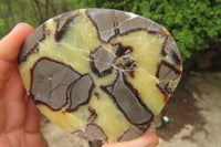 Polished Septerye Slices x 6 From Madagascar