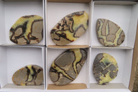 Polished Septerye Slices x 6 From Madagascar