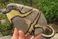 Polished Septerye Slices x 6 From Madagascar