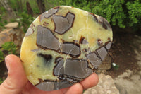 Polished Septerye Slices x 6 From Madagascar