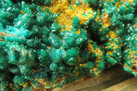 Natural Exquisite XL Dioptase with Mimetite On Dolomite Specimen x 1 From Congo