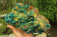 Natural Exquisite XL Dioptase with Mimetite On Dolomite Specimen x 1 From Congo