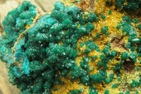 Natural Exquisite XL Dioptase with Mimetite On Dolomite Specimen x 1 From Congo